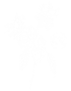 本草養(yǎng)生